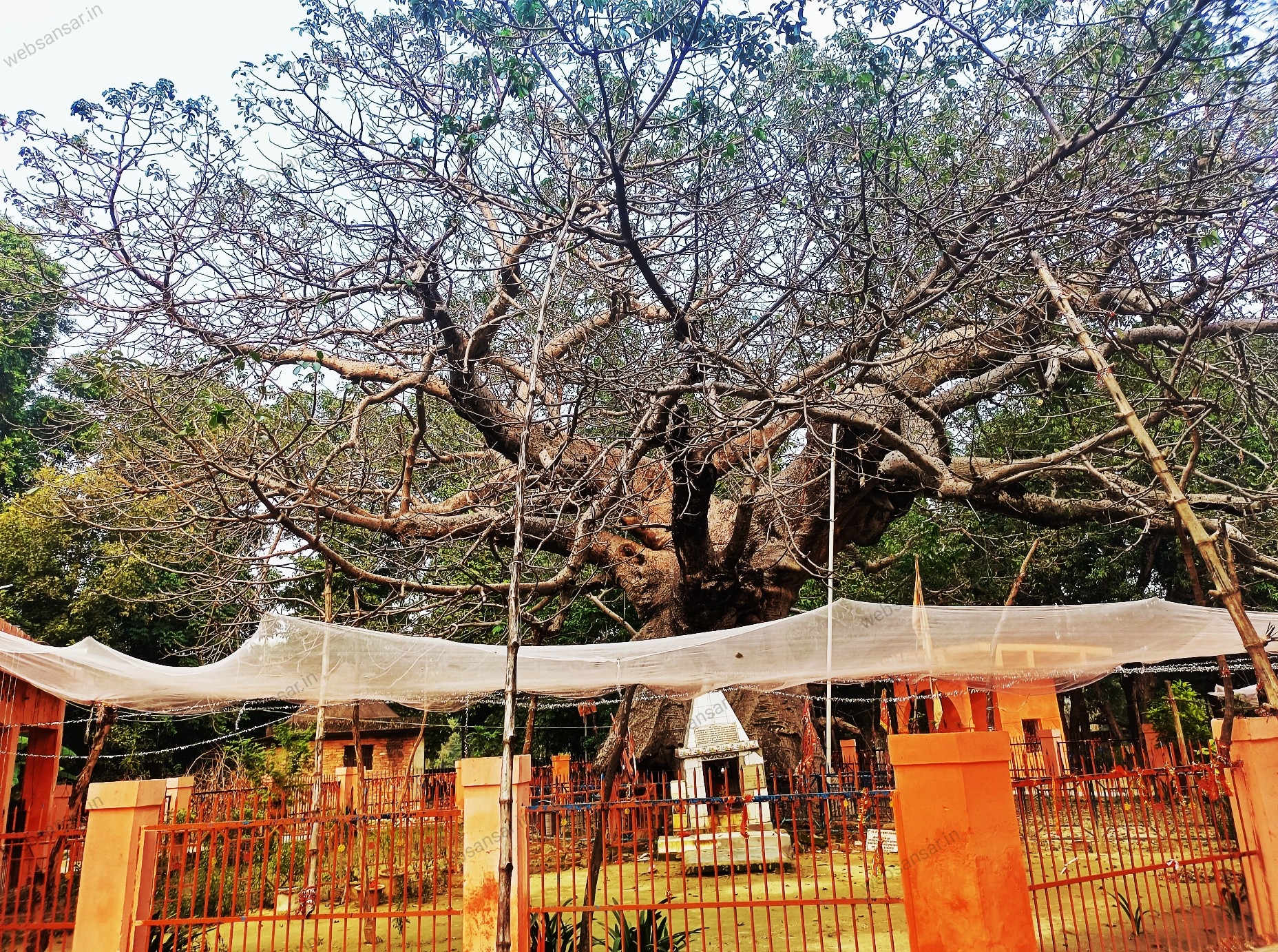 Parijat Tree, पारिजात वृक्ष